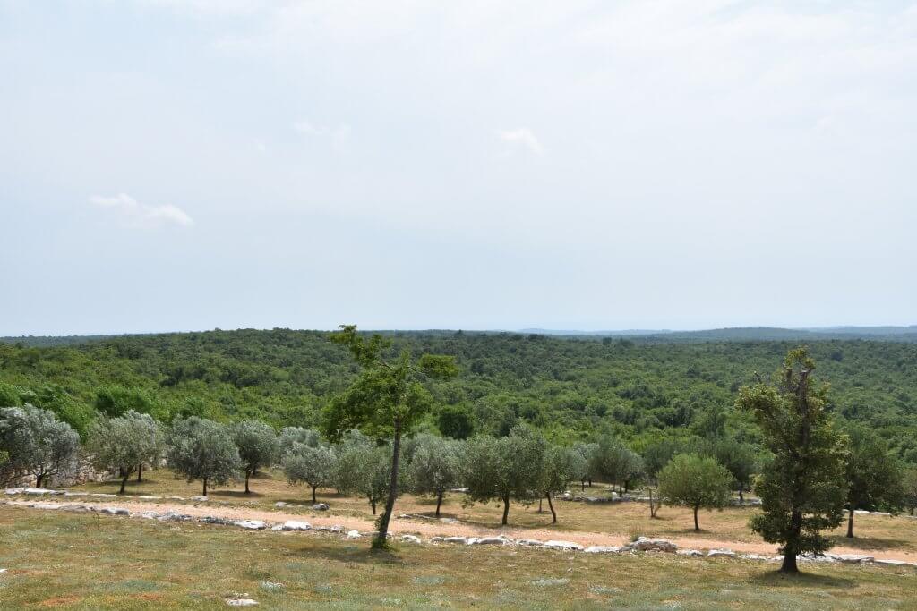 Histria aromatica oliveraie