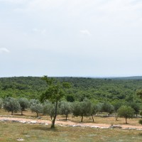 Champs d'oliviers à Histria Aromatica